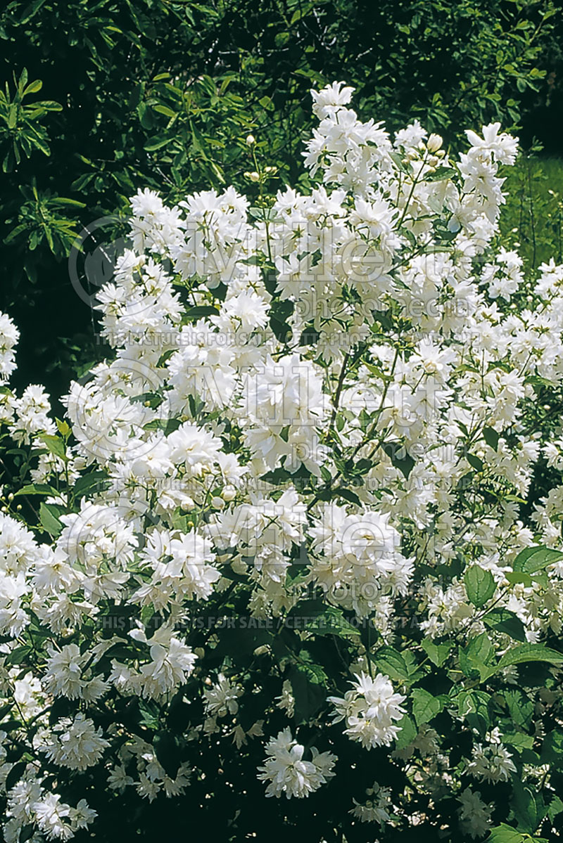 Philadelphus Buckley’s Quill (Mock orange) 1 