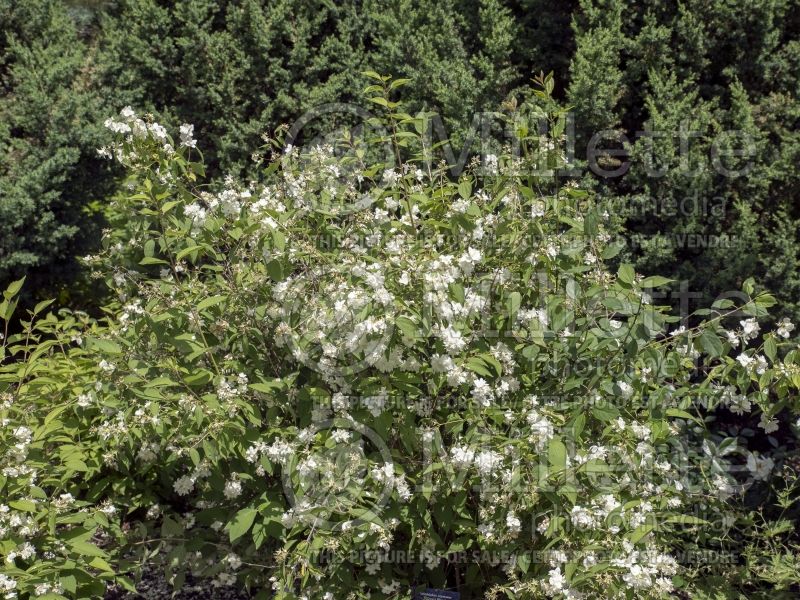 Philadelphus Bouquet Blanc (Mock orange) 1 