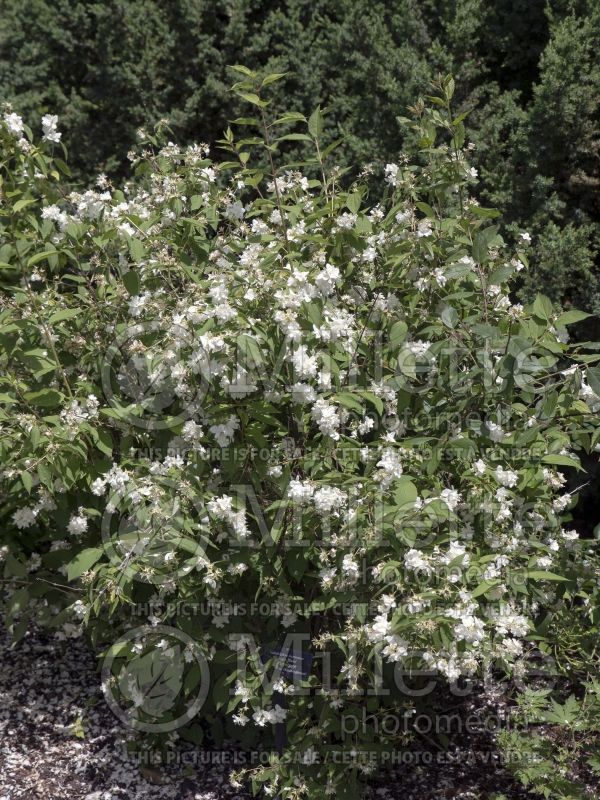 Philadelphus Bouquet Blanc (Mock orange) 2 