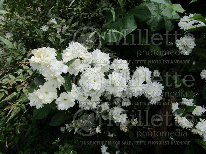 Philadelphus Frosty Morn (Mock orange) 1 