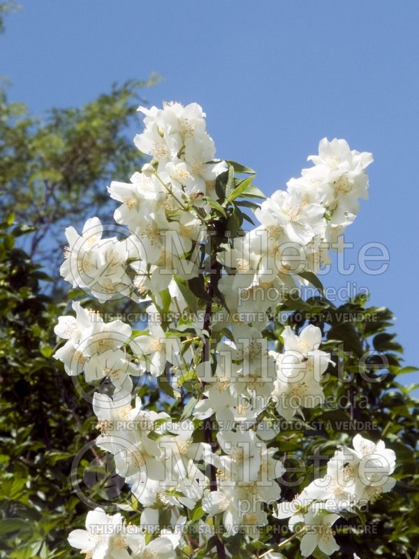 Philadelphus Blizzard (Mock orange) 2 