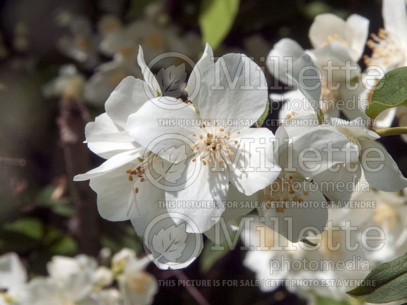 Philadelphus Blizzard (Mock orange) 3 