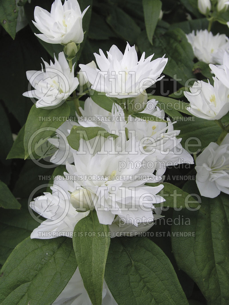 Philadelphus Minnesota Snowflake (Mock orange) 2 