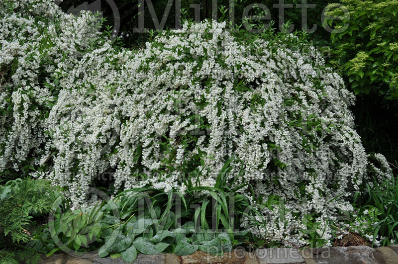 Philadelphus Minnesota Snowflake (Mock orange) 1 