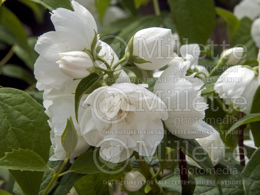 Philadelphus Snow White Sensation (Mock orange) 2 