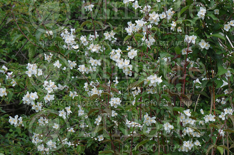 Philadelphus Starbright (Mock orange) 1 