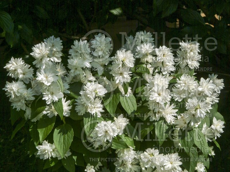 Philadelphus Minnesota Snowflake (Mock orange) 4 