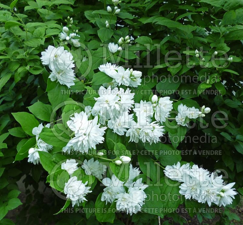 Philadelphus virginalis (Mock orange) 1 