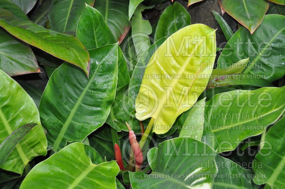 Philodendron Moonshine (cut-leaf philodendron) 1