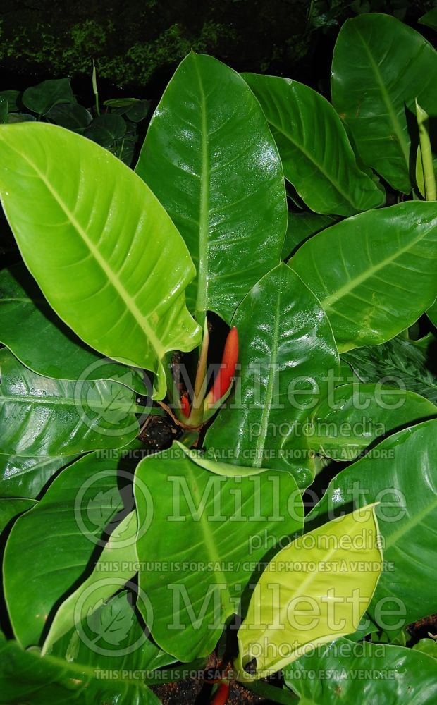 Philodendron Moonshine (cut-leaf philodendron) 2