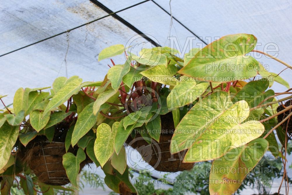 Philodendron Painted Lady (cut-leaf philodendron) 1