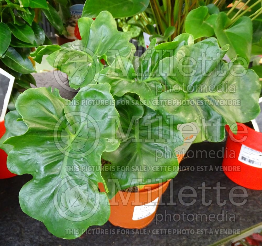 Philodendron Super Atom (cut-leaf philodendron) 1