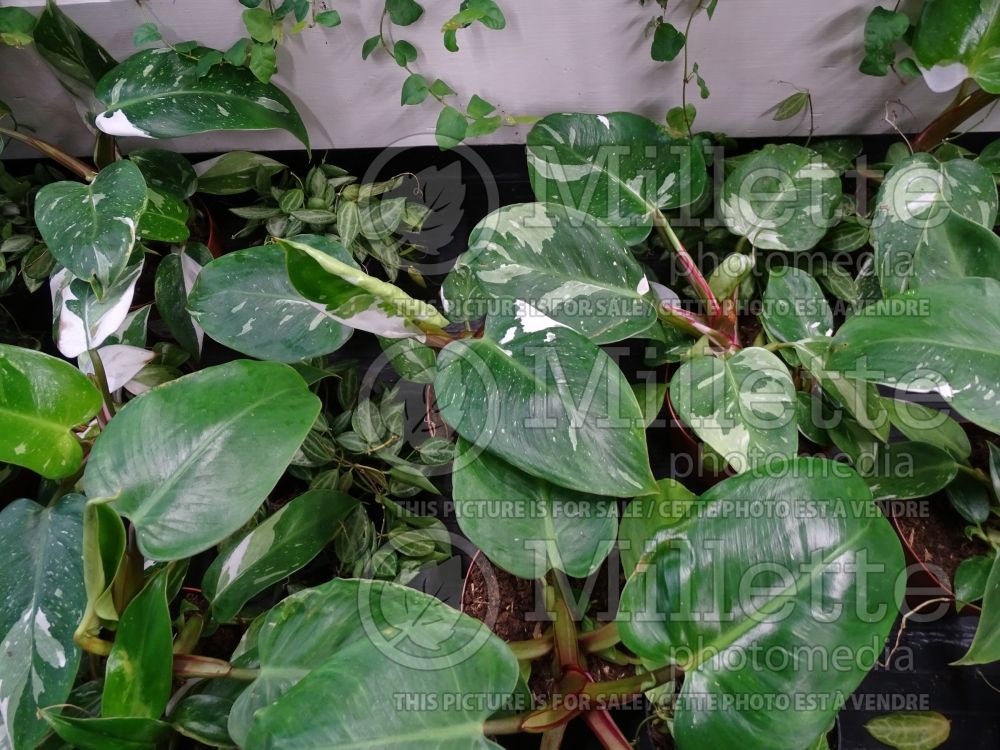 Philodendron White Princess (cut-leaf philodendron) 1