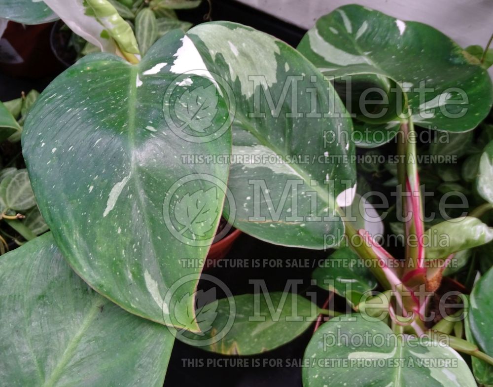 Philodendron White Princess (cut-leaf philodendron) 2