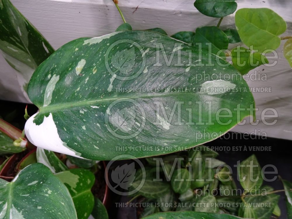 Philodendron White Princess (cut-leaf philodendron) 3