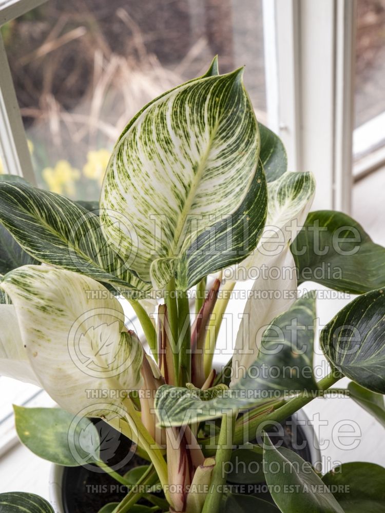 Philodendron Birkin (cut-leaf philodendron) 3