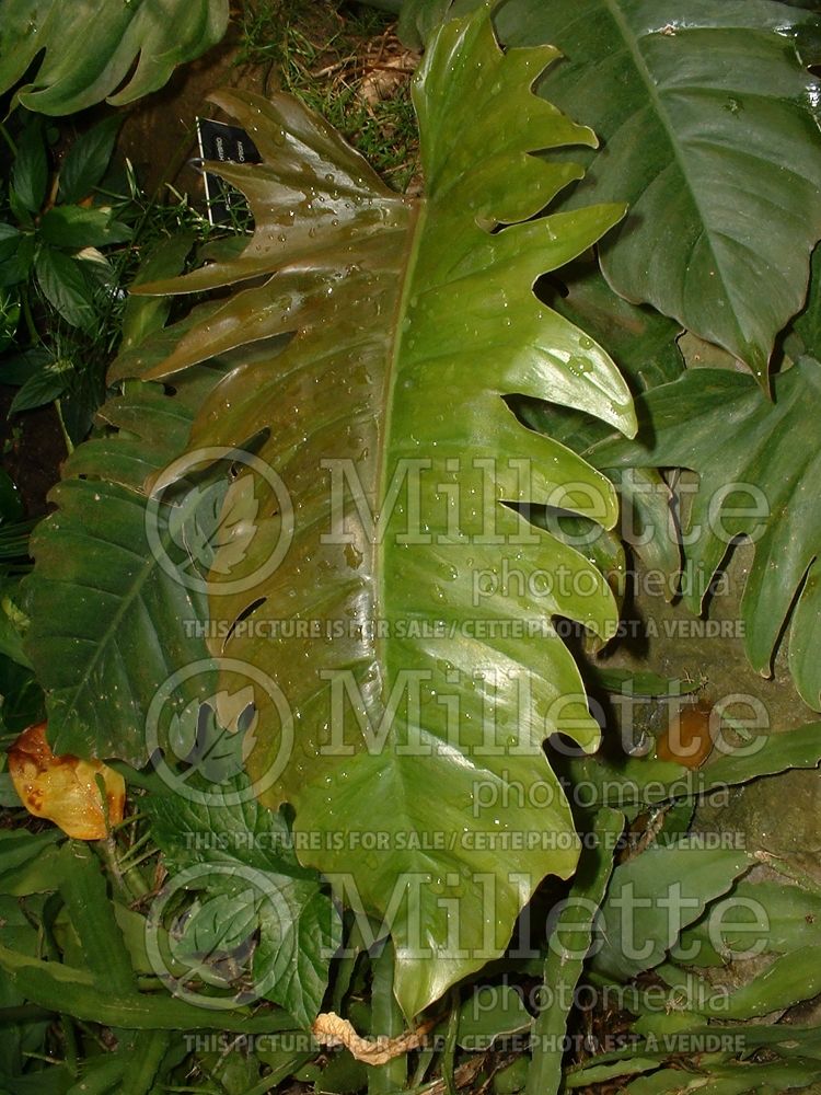 Philodendron Pluto aka Choco Empress (cut-leaf philodendron) 1