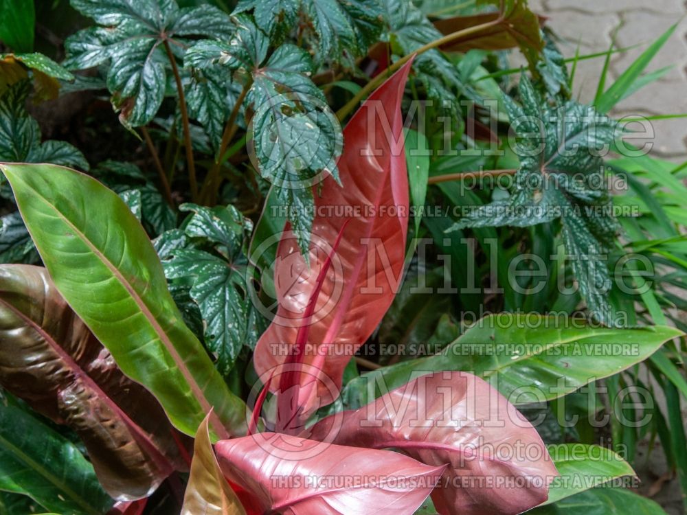 Philodendron Prince of Orange (cut-leaf philodendron) 1