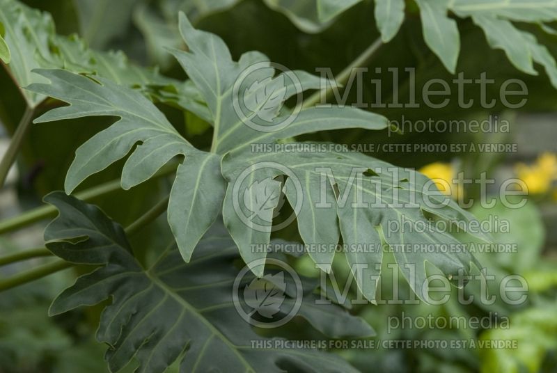 Philodendron bipinnatifidum (cut-leaf philodendron) 1