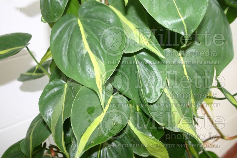 Philodendron Brasil (Philodendron) 1