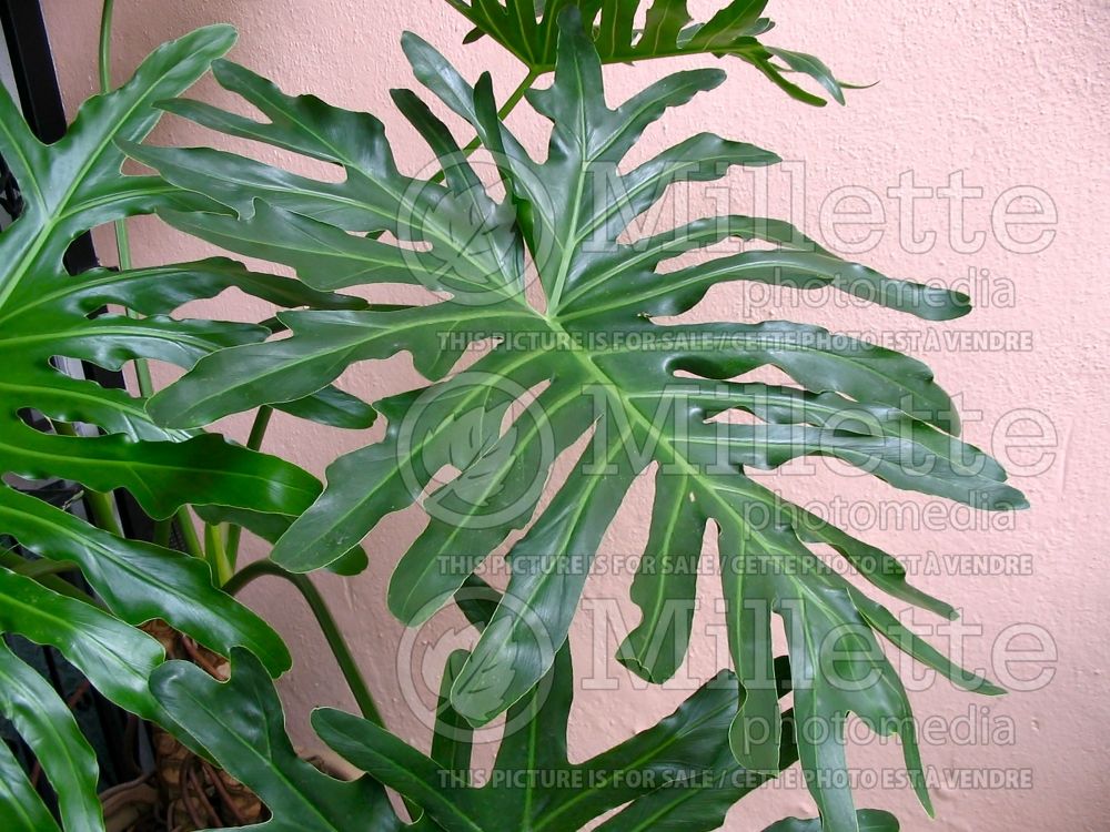 Philodendron Hope (cut-leaf philodendron) 1
