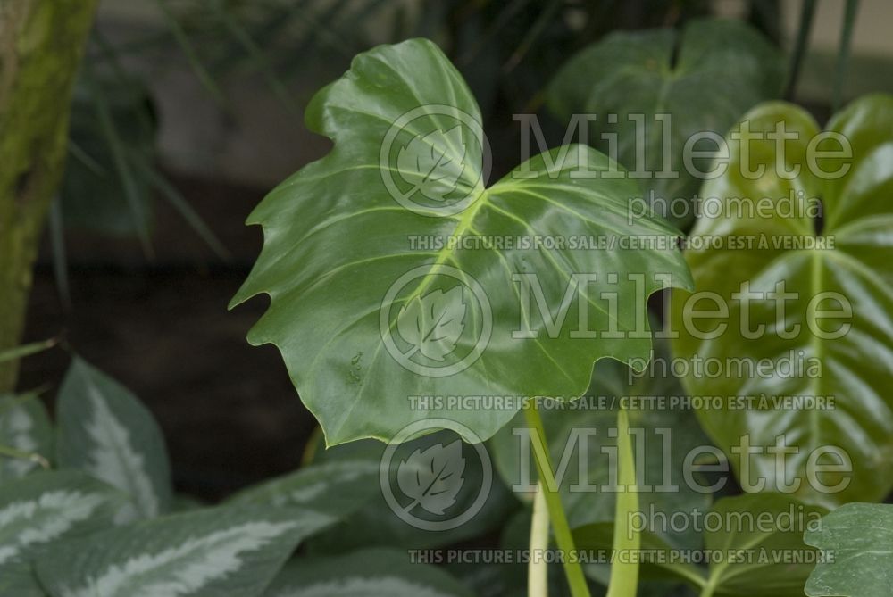 Philodendron lacerum (cut-leaf philodendron) 1