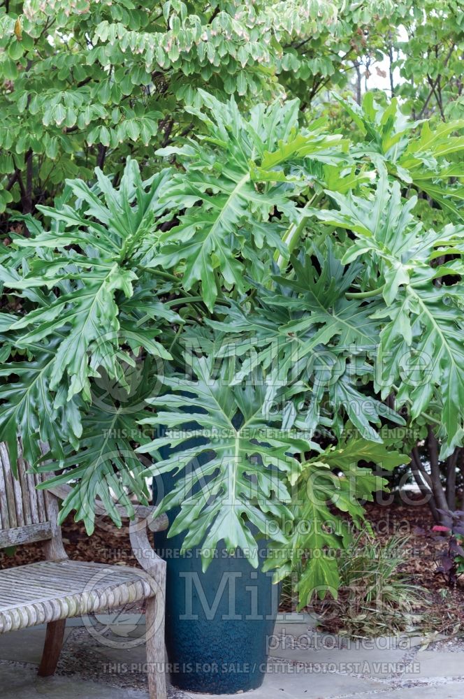 Philodendron lundii (Philodendron) 1 