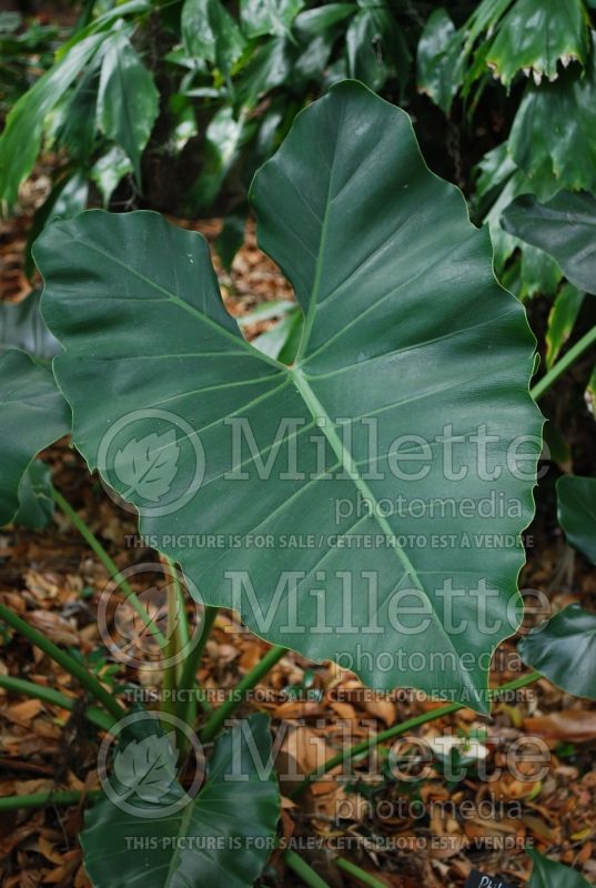 Philodendron speciosum (cut-leaf philodendron) 1