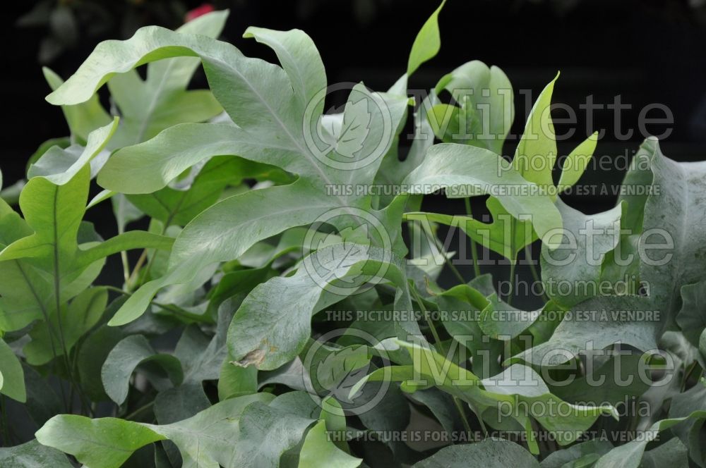 Phlebodium aka Polypodium aureum (Blue Star Fern) 3 