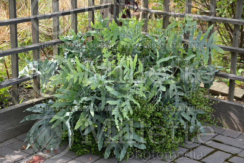 Phlebodium pseudoaureum (Virginia Blue Fern, Blue Rabbit's Foot Fern) 1 