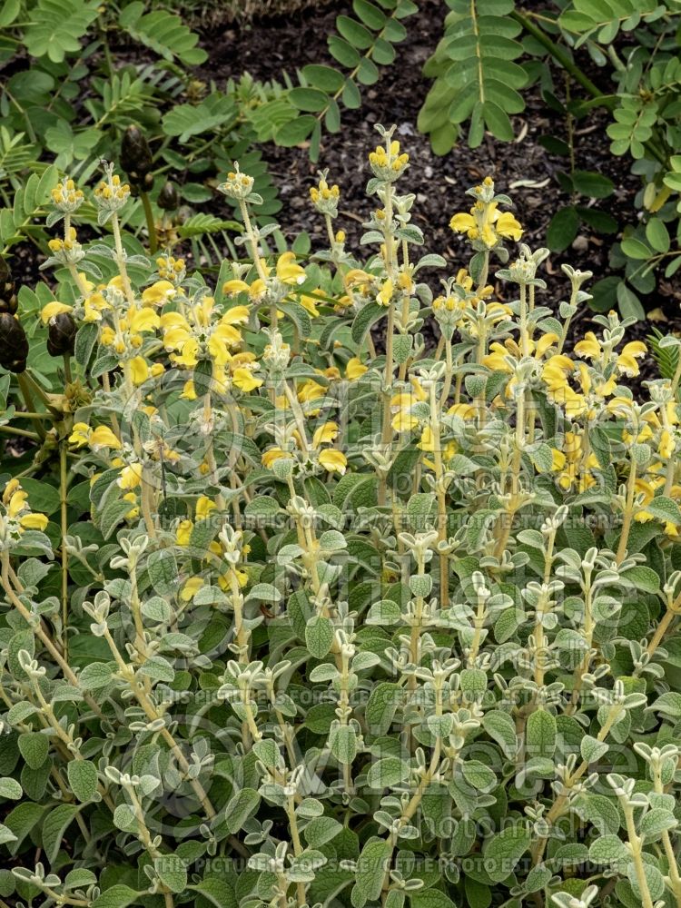 Phlomis russelliana (Turkish sage) 1  