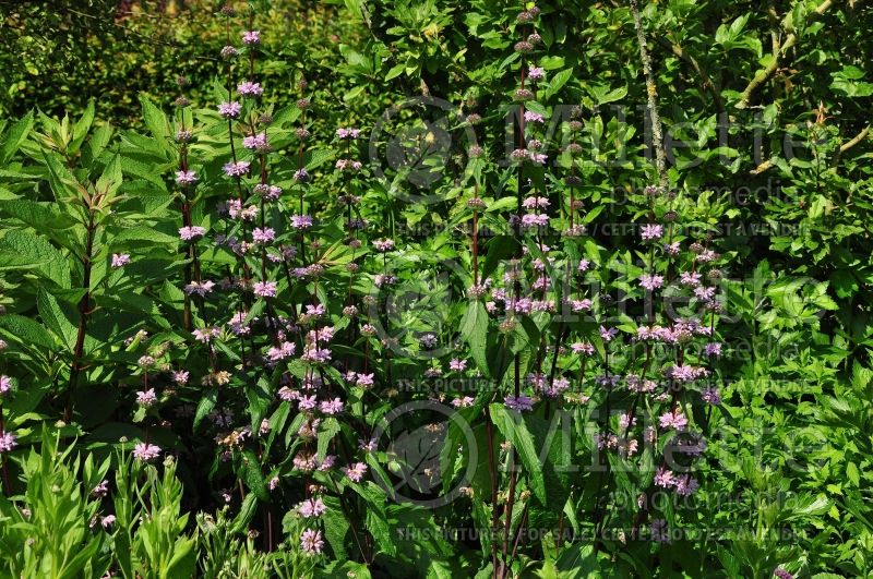 Phlomis Amazone (Compact Gray Jerusalem Sage) 2  