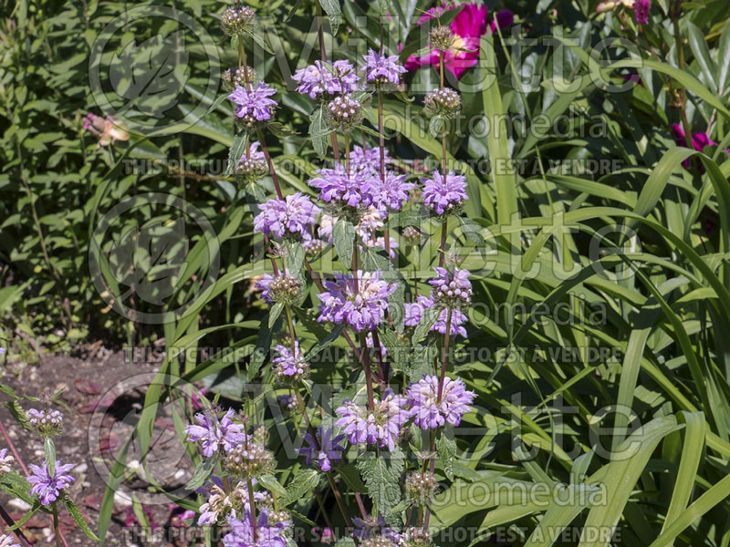 Phlomis Amazone (Compact Gray Jerusalem Sage) 1  