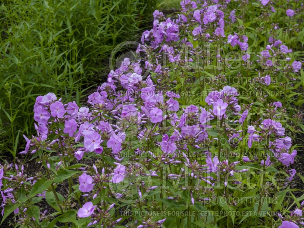 Phlox Fashionably Early Princess (Phlox) 2