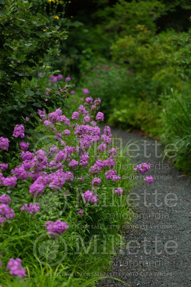 Phlox maculata (Phlox) 1