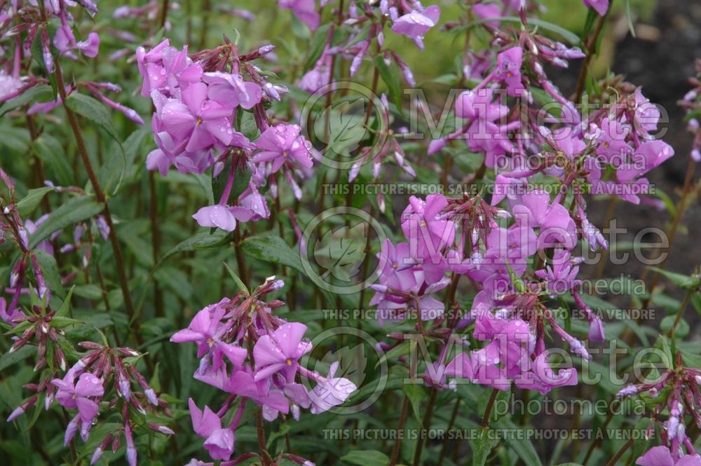 Phlox Alpha (Phlox) 1