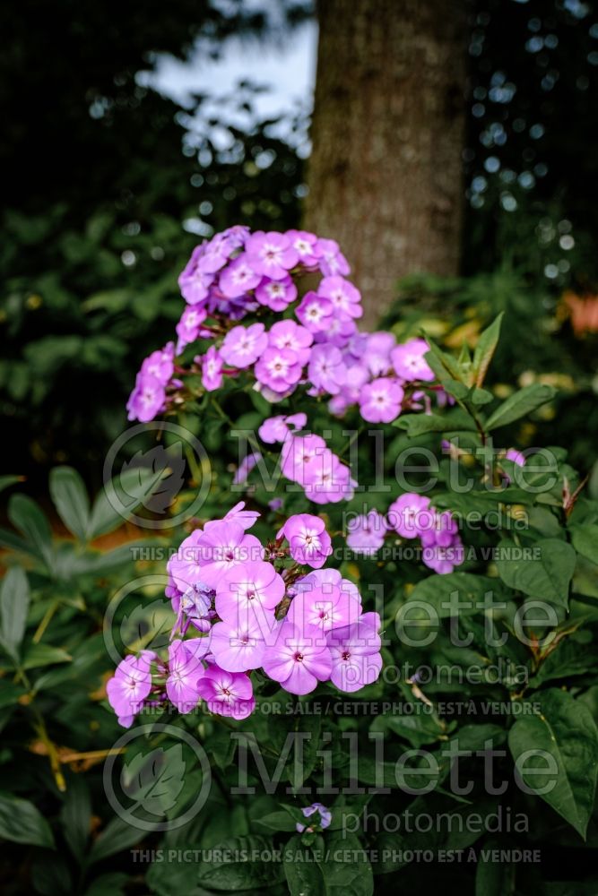 Phlox Cover Girl (Phlox) 1