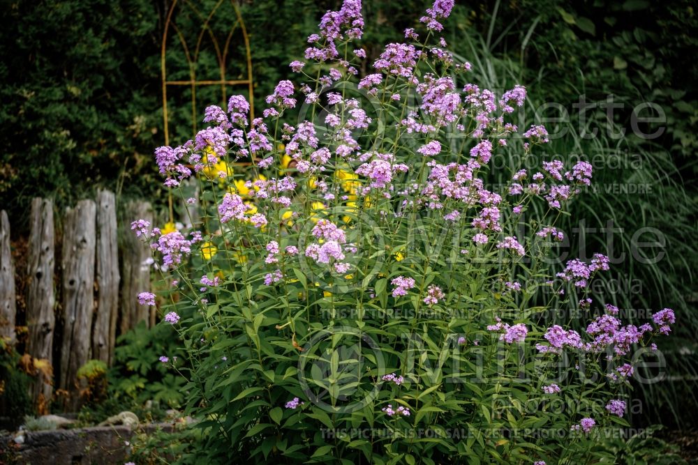 Phlox Jeana (Phlox) 8