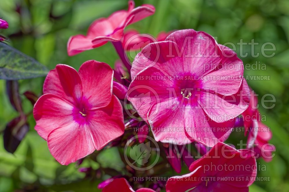 Phlox Magical Dream (Phlox) 1