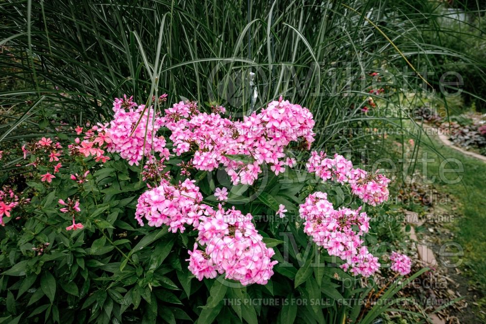 Phlox Maiden America (Phlox) 1 