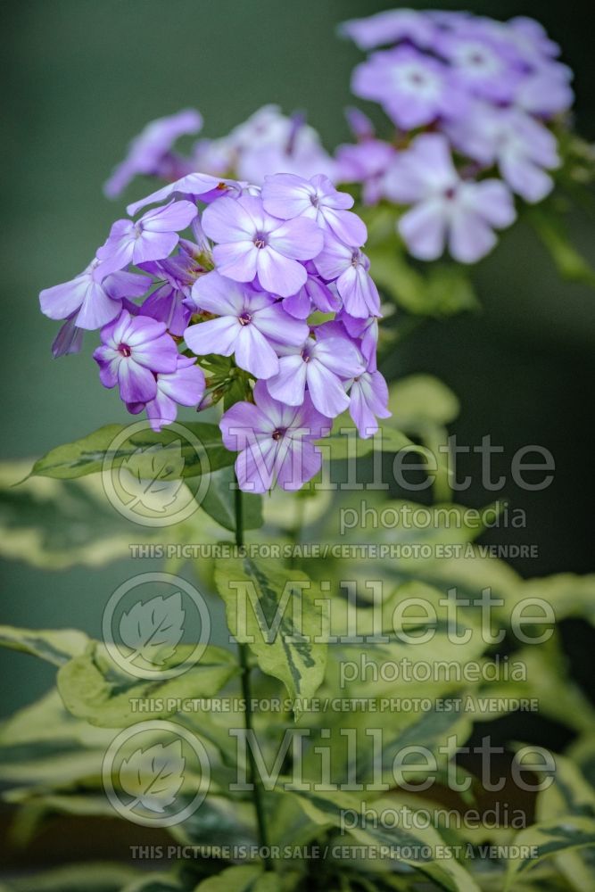 Phlox Shockwave (Phlox) 3     