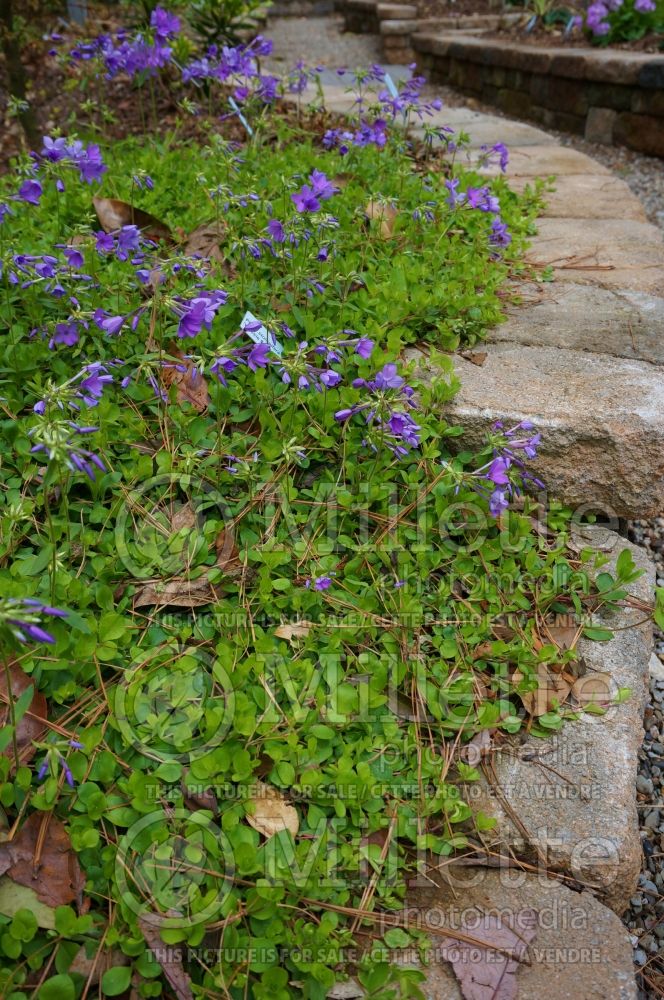 Phlox Weesie Smith (creeping phlox) 1