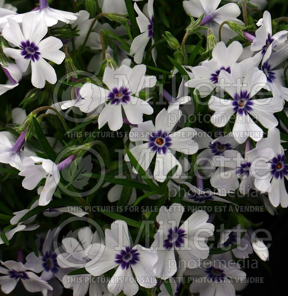 Phlox Bavaria (Phlox) 1