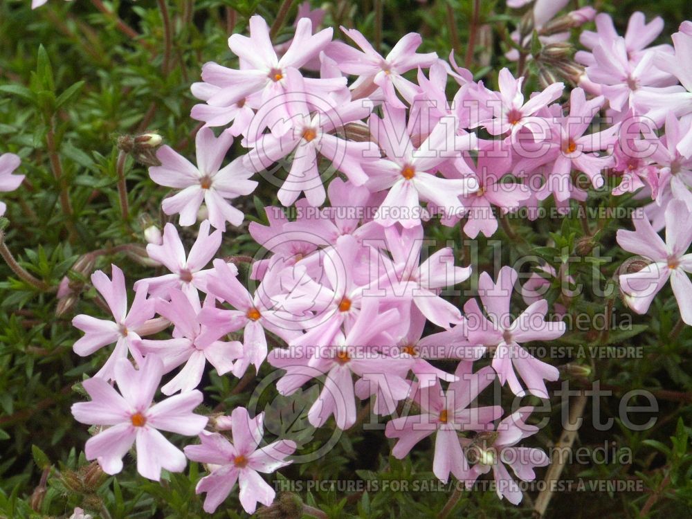 Phlox Rosea (Phlox) 1  