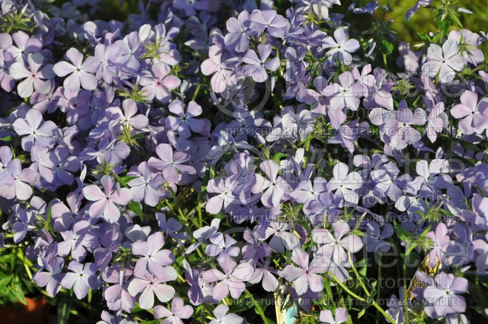 Phlox Blue Moon (Phlox) 1  