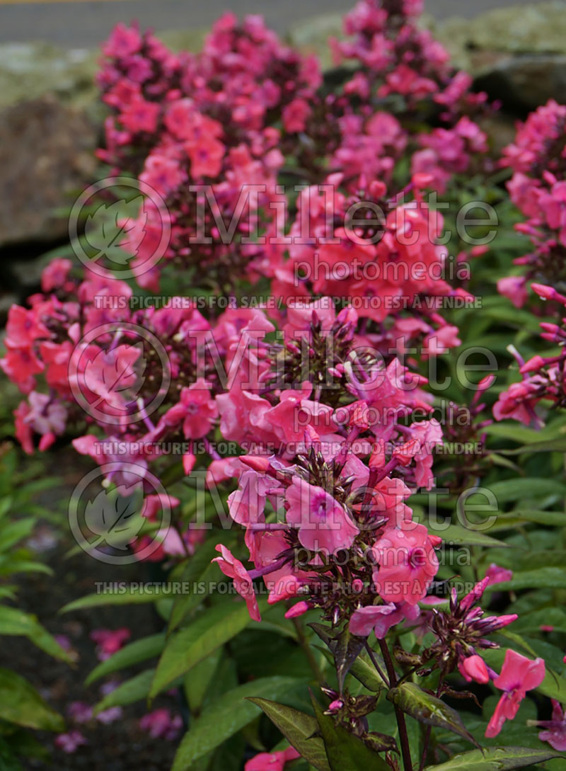 Phlox Candy Store Coral Creme Drop or Ditomdre (Phlox) 6