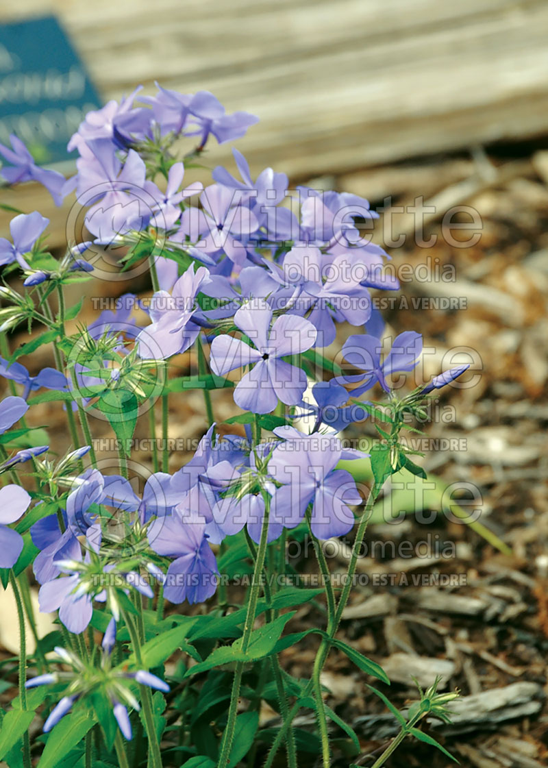 Phlox Blue Moon (Phlox) 3  