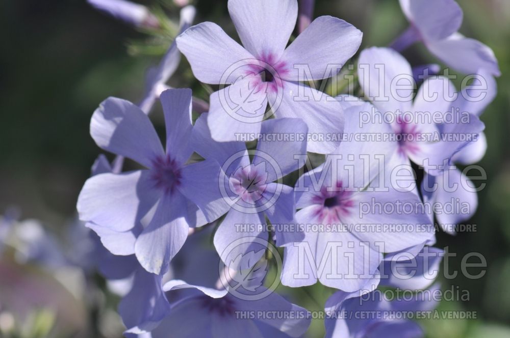 Phlox Chattahoochee (Phlox) 4