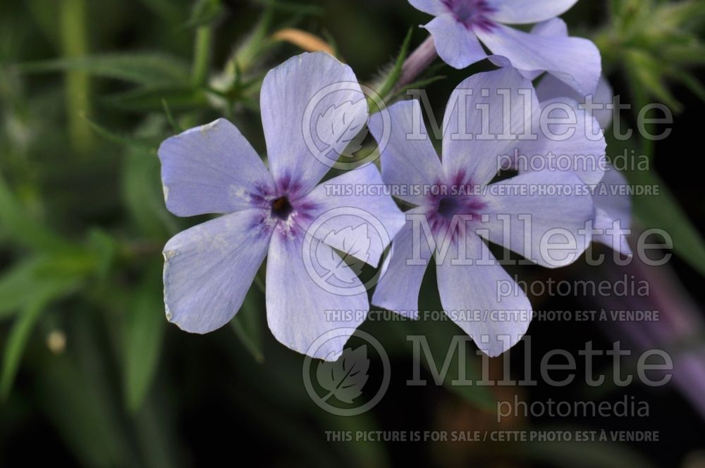 Phlox Chattahoochee (Phlox) 3