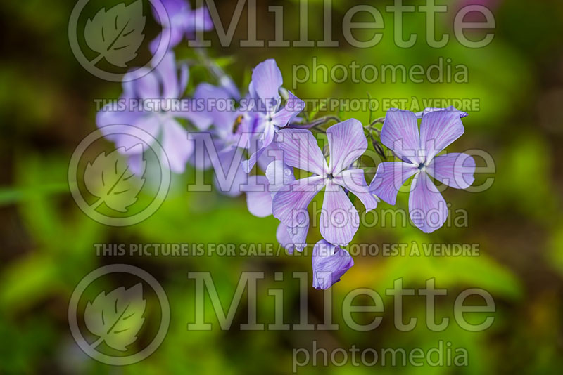 Phlox London Grove Blue (Phlox) 1  